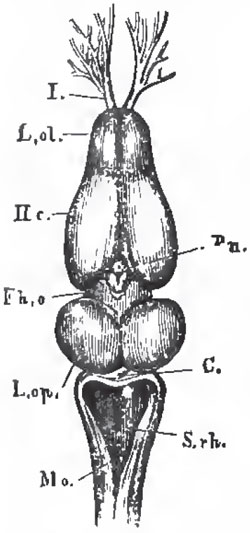 The brain of Rana esculenta from above, magnified four times; L.ol.,the rhinencephalon, or olfactory jobes, with, I., the olfactory nerves; Hc., the cerebral hemispheres; Fh. o., the thalamencephalon with the pineal glaud, Pn., L. op., optic lobes; C., cerebellum; S. rh., the fourth ventricle; Mo., medulla oblongata