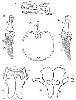 Diagram showing: the structure of the most important parts of the skeleton of Plesiosaurus. - A, the skull: Na, nasal aperture. - B, the left fore-limb: II, humerus; U, ulna: R. radius; r. i. u., radiale, intermedium, and ulnare, in the proximal row of carpal bones; 1, 2, 3, distal carpal bones; Mc, metacarpus; Ph, phalanges. - C, a dorsal vertebra with ribs (R.) and ventral ossifications (V.o)-D, the left hind-limb: F, femur: T, tibia; F. fibula; t. i. f., tibiale, intermedium, and fibulare, in tlie proximal row of tarsal bones; 1, 2, 3, distal tarsal bones; Mt, metatarsus; Ph, phal. nges.-E, the pectoral arch: Sc, scapula; Co, coracoid; a, clavicles and interclavicle (?). - F, the pelvic arch: Pb, pubis; II, ilium; Is, ischium