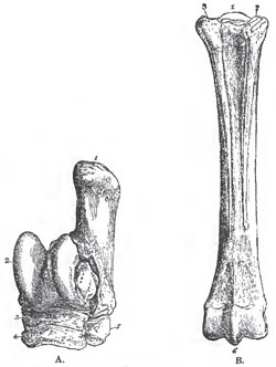 A, Front aspect of the left tarsus of a Horse.-1. Calcaneum. 2. Astragalus. 3. Naviculare. 4. Ectocuneiform. 5. Caboides.