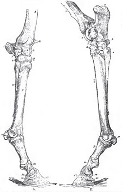 A, right fore-foot of a Horse.-1. Radius. 2. Groove In the front face of the radius us. 3. Scaphoides. 4. Lunare. 5. Cuneiforme. 6. Pisiforme. 7. Magnum. 8. Unciforme. 9. Meticarpale, iii. 10. Metacarpale, iv. 11. Sesamoid bones in the ligaments at the back of the motacarpo-phalangeal articulation. 12. Proximal phalanx (fetter-bone). 13. Widdle phalanx (coronary). 15. Distal phalanx (coffin-bone). 14. Sesamoid