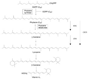 Fig. 6.3 Biosynthetic pathway of vitamin A from geranylgeranyl pyrophosphate (GGPP). Vertical arrows indicate steps catalysed by phytoene desaturase (PDS), carotene desaturase (ZDS), and Erwinia uredovora phytoene desaturase (CRTI).