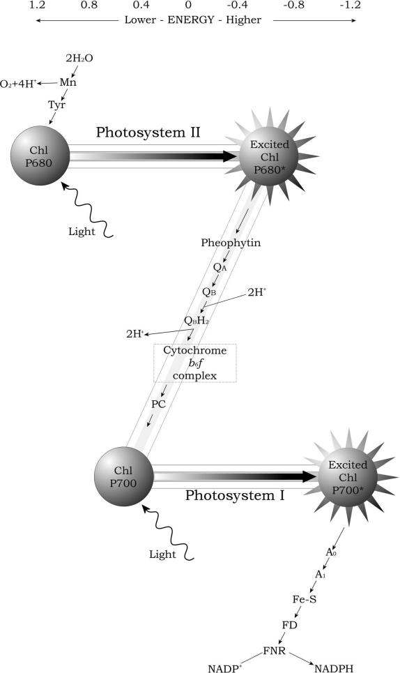 electron transport chain photosynthesis