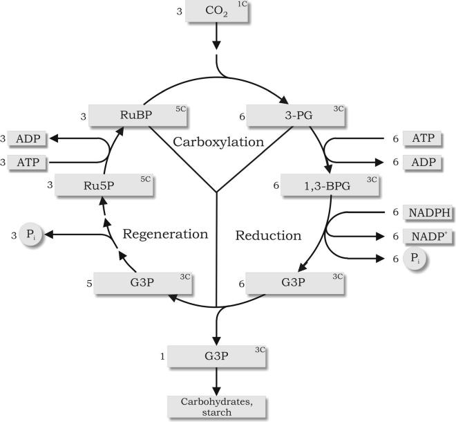 Calvin Benson Bassham Cycle | Photosynthesis | Photosynthesis | Algae ...