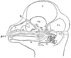 The head of a fretal Lamb dissected so as to show Meckel's cartilage. M; thamalleus, m; the incus, i; the tympanic, Ty; the liyoid, II,' the squamosal, Sq; pterygold, Pt; palatine, pt, lachrymal, L; premaxilla, pme; nasal sac, N; Eustachin tube, Eu
