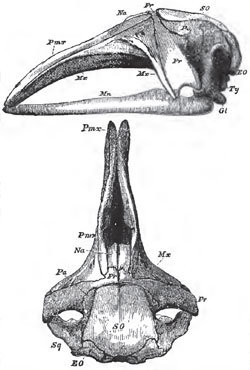 Lateral and superior views of the skull of a foetal Whale (Balaena Australia)-The jugal bones are absent, and the figure does not sufficiently indicate the outward curvature of the ramus of the mandible (Mn.).