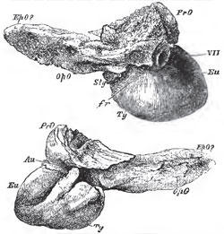 Ear-bones of the adult Balaena Australia. - Seen from within in the upper figure; from without in the lowor. Eu., Eustachian canal; Au.,external auditory meatus; Sty., ossified root of the styloid process.