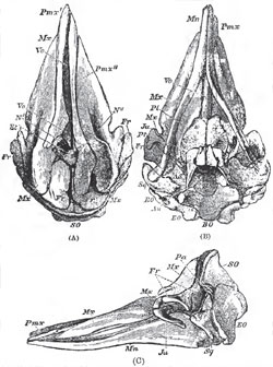 Upper (A), under (B), and lateral (C) views of the skull of a foetal Cachalot (Physeter).-The nasal bones arc not presented in the upper view, and the hinder ead of the jugal is displaced from its natural connection with the squamosal in (C),