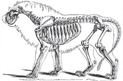 The skeleton of Lion (Felis Leo)