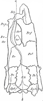 The Skull of a plaice (Plastessa colguris) viewed from above. The logical median line; Or, Or, the position of the two eyes in theirs orbits; Eth, ethmoid; prf, prefontal: Fr. left frontal; Frl. right frontal; Pa, parietal; SO, supra-occipital; Ep.O, epiotic