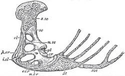 Side-view of the pectoral arch and sternum of a Lizard (Iguana tuberculata).- Sc, scapula; 8.8C, supra-scapula; cr, coracoid; gl, glenoidal cavity; St, sternum; a.st, xiphisternum; m.sc, mesoscapula; p.cr, precoracoid; m.cr, mesocoracoid; e.cr, epicoracoid; cl, clavicle; i.cl, interclavicle