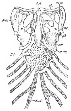 Ventral view of the sternum and pectoral arches of Iguana tuberculata