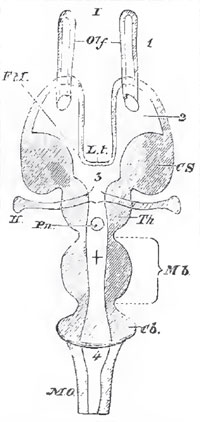 Diagrammatic borizontal section of a Vertebrate braio. The following letter serve for both this figure and Fig. 20: Mb Mid-brain. What lies in front of this is the fore-brain, and what lies behind, the hind-brain. Z. t. the lamina terminalis; Olf. the olfactory