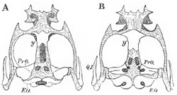The cartilagious cranium of Rana esculenta. A, from above; B, from below; y, the "os en ceinture," or girdle-bone.