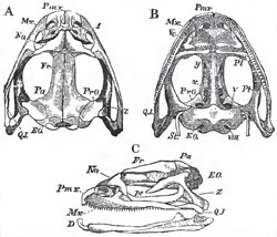Skull of Rana esculenta. A, from above; B, from below; C. from the left side a, parasphenoid; y, girdle-bone; Z, the temporo-mastoid