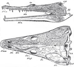 Side and upper views of the skull of Trematosaurus. The sculpture of the cranial bones is not represented in the lower half of the upper view of the skull, in order to show the sutures more distinctly