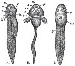 A. B. Tadpoles with external branchlae: n, nasal sacs: a, eye; o, ear; k b, branchiae; m, mouth; z, horny jaws; s, suckers; d, opercular fold. C., a more advanced Frog's larva: y, the rudiment of tne hind-limb; k, s, the single branchial aperture. The figure has not been reversed, so that this aperture appears to lie on the nght side instead of the left