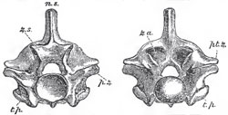 Anterior and posterior views of the dorsal vertebra of a Python: z. s, zygosphene z. a., zygantrum; p. z., prezzgapophysea; pt. z., postgygapophyses; t, p., transverse