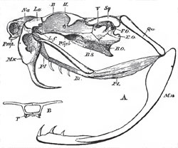 A, the skull of Crotalus, vlew from the left side; B, a transverse section taken at the point. B, in Fig. A, showing T, the persistent cartilaginous trabeculae. The maxilla is supposed to be transparent, and the anterior half of the palatine bone is seen through it.