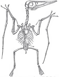 The nearly entire skeleton of Pterodactylus spectabilis (Von Meyer), as shown by the two halves of a split block of lithographic slate, a, the left pre-pubic bone on the right side this bone is not shown, and the ilium is exposed