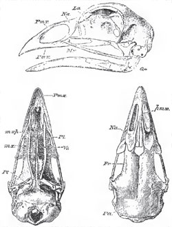 Lateral, upper, and under views of the skull of a common Fowl (Phasianus galius) mxp.,the maxillo-palatine process. Qu, the quadrate bone. The dotted line accidentaily stops at the angular process of the mandible