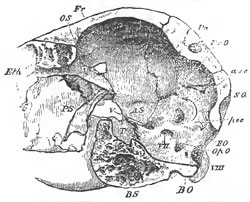A longitudinal and vertical section of the posterior half of the skull of an Ostrich P., the pituitary fossa; asc, psc, anterior and posterior vertical semicircular canals of the ear