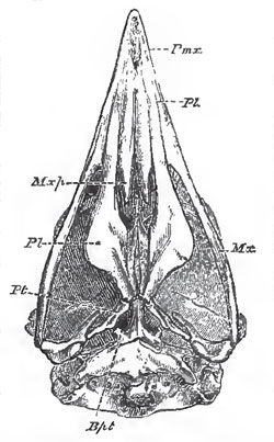 The under surface of the cramum of the Secretary bird (Gypogeranus). as an example of the Dosmognathous arrangement. Mxp., maxillo-palatine process; Bpt, bbsl