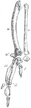 The radius (r); ulna (u); radial and ulnar carpal bones (r' u'); with the three digits (i, ii, iii,); of the right for-limb of a Fowl. The terminal phalanges of both the first and the second digits were incomplete in the spicemen figured