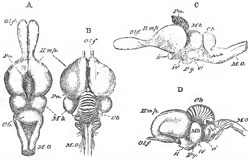 A, C, the brain of a Lizard (Psammosaurus Bangalensis), and B, D, of a bird (Meleagris gallopuro, the Turkey), drawn as if they were of equal lengths. A, B, viewed from above; 0, D, from the left side. Olf., Olfactory lobes; Pn., Pineal gland; Hmp., cerebral hemispheres; Mb, optic lobes of the mid-brain; Cb., cerebellum; M.O., medulla oblougata; ii. iv., vi., second, fourth, and sixth pairs of cerebral nerves; Py.,pituitary body