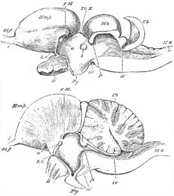 The brains of a Lizard (Psammosaurus Bengalensis) and of a bird (Meleagrins gallopavo), in longitudinal and vertical section. The upper figure represents the lizard's brain; the lower (taken, like Fig. 90, B, D, from Carus's Erlauterunga-Tafeln) that of the bird. The letters ss in the preceding figure, except L. t, lamina terminalis, or anterior wall of the tliird ventricle; f. M., foramen of Munro; a., anterior commissure; Th. E., thalamenephalon: s., soft commissure; p., posterior commissure; iv., indicates the exact point of exit of the fourth pair from that part of the brain which answers to the value of Vieussens