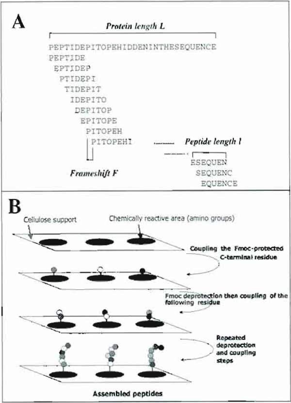 FIGURE 1 Principle of epitope identification using the SPOT method. (A) Design of overlapping peptides from a putative protein sequence. (B) Principle of the SPOT method.