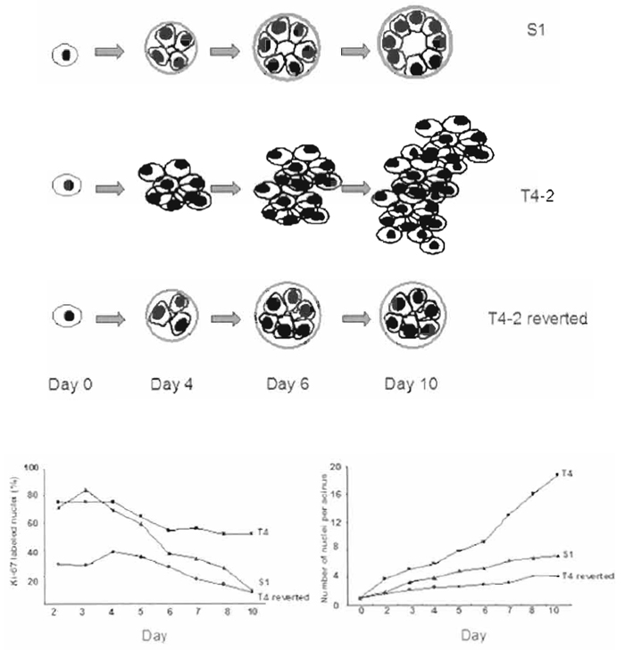 FIGURE 2 Morphology, size, and proliferation rate of S1 and T4-2 and T4-2 reverted cells embedded in 3D BM. (A) Schematic representations of the morphology of S1, T4-2, and T4-2 cells treated with signaling inhibitors as a function of time. (B) The percentage of Ki67 positive cells for S1, T4-2, and T4-2 cells treated with tyrophostin AG1478 from days 2 to 10. (C) The number of cells/acini for S1, T4-2, and T4-2 cells treated with tyrophostin AG1478 from days 2 to 10.