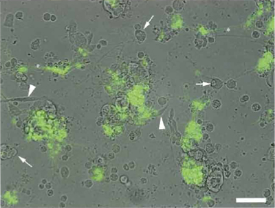 FIGURE 3 A Drosophila gastrula stage embryo cell culture after about 2 days of in vitro differentiation. The majority of cells differentiate into neurons organized in clusters. This image is a composite of a bright-field image overlaid with a false-colored fluorescent image of the same field. Green cells are neurons expressing a cholinergic-specific fluorescent transgene and are indicative of cells with a cholinergic neurotransmitter phenotype. White arrowheads show some multinuicleate myotubes, white and the asterisk indicates axonallike processes emanating from neurons or neural clusters and are often connected to neurons in adjacent clusters. Scale bar: 50 µm.