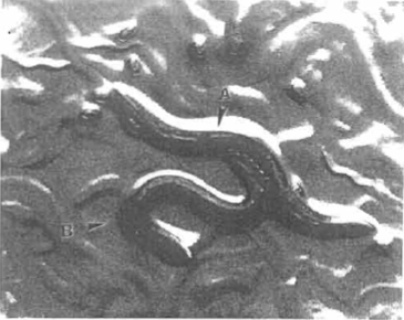 elegans caenorhabditis hermaphrodite laboratory cultivation male nematodes living other figure