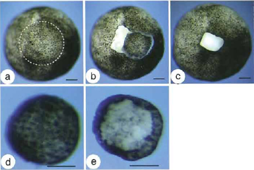 FIGURE 2 Cutting an animal cap with the gastromaster. (a) Animal pole view of a demembranated stage 9 Xenopus embryo. The dashed circle demarcates the very top region of the animal pole (the animal cap or presumptive ectoderm). (b) An animal cap freshly dissected with the gastromaster, still sitting on the mother embryo. (c) Wound after the isolation of the animal cap. (d) Outer layer view of an isolated animal cap. (e) Inner layer view of an isolated animal cap. Bars: 100µm.