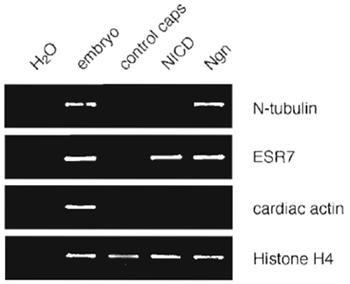 FIGURE 3 Induction of neuronal gene expression in animal caps as analyzed by RT-PCR. One hundred picograms X-Ngnr-1 mRNA (Ngn) or 300 pg Notch ICD mRNA (NICD) was injected in both cells of two-cell stage embryos, animal caps were dissected at early stage 9, cultured to stage 15, and then analyzed by RT-PCR. RNA isolated from uninjected total embryos of stage 15 was used as a positive control. X-Ngnr-1 induces the neuronal differentiation marker N-tubulin, as well as the Notch target gene ESR7 in animal caps. Histone H4-specific primers were used to control RNA input and quality. As shown by the absence of transcripts for cardiac actin, the isolated explants were not contaminated by mesodermal tissue (S61ter, <em>et al.</em>, unpublished results).