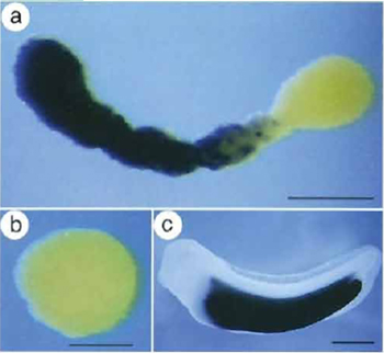 FIGURE 4 Induction of endodermal gene expression in animal cap explants as analysed by whole mount in situ hybridisation. Expression analysis of the activation of an endoderm-specific gene in VegT/β-catenin-injected animal cap explants. Cy118 encodes a novel putative peptidase that demarcates the developing embryonic intestine. VegT (500pg/embryo) and β-catenin (200pg/embryo) mRNAs were injected into the animal pole of both blastomeres of two-cell stage embryos. Animal caps were isolated from stage 9 control uninjected and VegT/β-catenin-injected embryos and collected when control siblings had reached stage 34. (a) Cy118 expression is activated in a subset of cells of an elongated animal cap injected with VegT/β-catenin. (b) Cy118 is not expressed in the control cap. (b) Cy118 is expressed exclusively in the presumptive intestine of stage 34 embryos (Chen <em>et al.</em>, 2003).