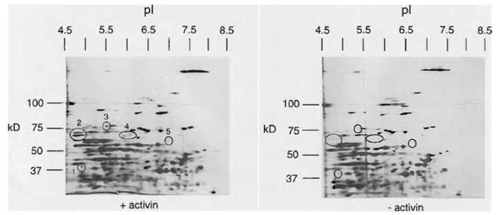 FIGURE 8 Two-dimensional gel analysis of proteins expressed in untreated and activin-treated animal caps. Embryos were injected at the two-cell stage with activin mRNA. Animal caps were isolated at stage 8 and cultured until stage 19. Equivalents of four animal caps were used for 2D protein gels. Circles indicate spots of different intensity upon treatment. Whereas spots I to 3 most likely represent proteins that are upregulated through activin treatment, spots 4 and 5 indicate two spots that are weakly affected and might also represent artefacts. Two-dimensional gels with a broad IP range were used. For a more detailed analysis of inductive processes, small range IP gels are required to increase the resolution. See detailed literature on 2D gel analysis for methods and detailed interpretation of the 2D gel. (Shevchenko <em>et al.</em>, 1996).