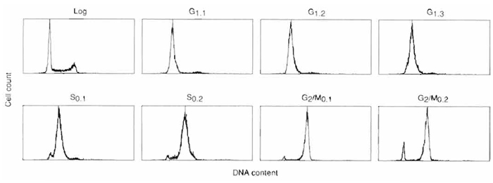 FIGURE 3 Flow cytometric analysis of cell cycle synchrony in sequential centrifugal elutriator fractions of HeLa S3 cells. Synchronous populations of HeLa S3 cells were selected by centrifugal elutriation of exponential cultures (log), and the degree of synchrony was analyzed by flow cytometry. Cell number was plotted against DNA content based on propidium iodide fluorescence for each cell cycle fraction. Flow cytometric analysis of sequential G1-phase fractions collected at flow rates of 21ml/min (G1.1), 23ml/min (G1.2), and 25ml/min (G1.3). S-phase cells were selected by centrifugal elutriation at flow rates of 29ml/min (S0.1) and 35ml/min (S0.2), and G2/M-phase cells were collected at 43 ml/min.