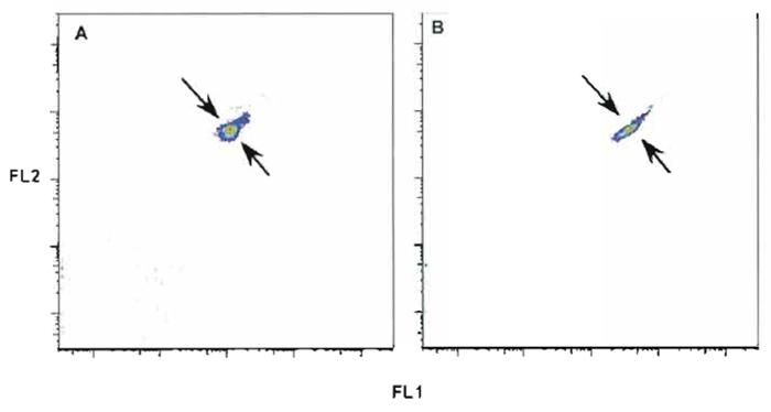 FIGURE 6 Rainbow beads with incorrect (A) and correct (B) alignment of two fluorescent parameters. Tolerance ranges for the coefficient of variance and fluorescent intensity are established for all instrument parameters. Setting quality control of all parameters within these tolerance ranges can avoid incorrect alignment and compensation error.