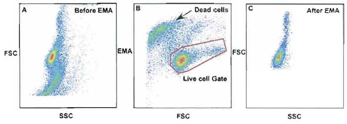 FIGURE 11 Use of ethidium monazide (EMA) as a method to discriminate live cells from dead cells. Dead cells are labeled positive with EMA as seen in B and can be removed from gated live cells (live cell gate). Without the use of EMA, A shows the total number of dead cells and live cells combined. Cells within a standard light scatter gate could contain dead cells as shown in A; however, after the dead cells were gated out using the live cell gate in B, dead cells were removed from the analysis (C).