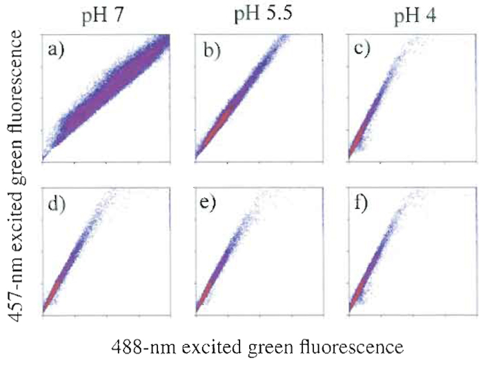 FIGURE 1 FITC-labeled zymosan particles excited at two wavelengths. When excited with 488-nm light, FITC shows a pH-dependent fluorescence emission that is not seen when 457-nm light is used. Columns show the pH of the sample. In the top row, the pH of the sheath was adjusted to match that of the sample, but in the bottom row, it was maintained at pH 4. One can see that the pH of the sheath is a determinant for fluorescence efficiency.