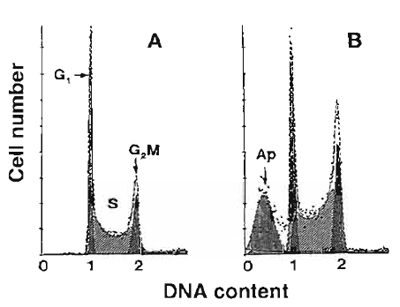 FIGURE 1 Frequency distribution DNA content histograms of human leukemic HL-60 cells untreated (A) or treated with DNA topoisomerase II inhibitor fostriecin (B) and stained with PI as described in the text. The "multicycle" deconvolution program (Phoenix Flow Systems) has been used to identify and calculate percentage of cells with fractional DNA content (apoptotic cells; Ap) and cells in G1, S, and G2/M phases of the cycle content, as shown. The drug treatment caused an increase in the proportion of S and GaM cells and induced apoptosis.