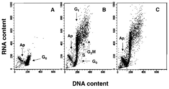 FIGURE 2 Bivariate distributions (scatter plots) demonstrating differential staining of DNA and RNA with acridine orange (AO). Nonstimulated (A) and stimulated mitogenically with phytohemagglutinin (PHA) (B and C) lymphocytes were cultured for 48 h and then stained with AO according to the presented protocol. Nonstimulated G0 cells have minimal RNA content and uniform DNA content. During stimulation, a subset of lymphocytes undergoes apoptosis (Ap; activation-induced apoptosis), another subset enters cell cycle, while some cells remain in G0. All these subpopulations can be identified after differential staining of DNA and RNA: cells in G1 vs S vs G2/M differ in DNA content, whereas G0 cells are distinct from G1 cells due to differences in RNA content. The antitumor drug onconase was included in one of the PHA-treated cultures (C) to enhance "activation-induced apoptosis." The dashed line in C separates apoptotic from nonapoptotic cells.