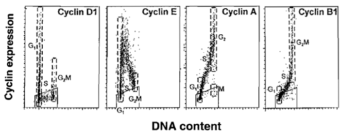 FIGURE 3 Typical expression of cyclins D1, E, A, and B1 vs. DNA content as seen in normal, nontumor cells, processed as described in the text. Expression of cyclin D1 is shown in exponentially growing human normal fibroblasts. Expression of cyclins E, A, and B1 in PHA-stimulated human lymphocytes 48 h after administration of PHA. Boundaries of G1 and G2/M populations are marked by dashed lines. Trapezoid windows show the level of the unspecific, background, fluorescence measured separately using the isotypic irrelevant Ab. It is evident that cyclin D1 is expressed by a fraction of G1 cells; cells entering and progressing through S and most in G2/M cells are cyclin D1 negative. Cyclin E is maximally expressed by cells entering S phase and its level drops during progression through S. Cyclin A is expressed by S phase and maximally by G2 cells; mitotic cells (postprometaphase) are cyclin A negative. Cyclin B1 is expressed by late S cells, maximally in G2 and M.