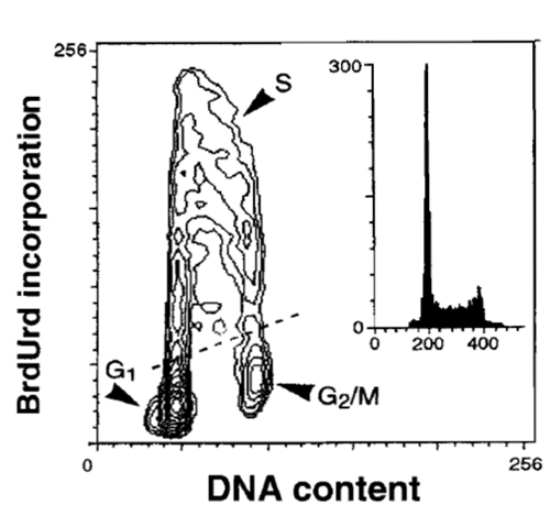 FIGURE 6 Bivariate distribution of cellular DNA content and BrdUrd incorporation. HL-60 cells were incubated with BrdUrd for 30min, fixed, DNA was denatured by 2M HCl, the incorporated BrdUrd was detected by the monoclonal antibody, and DNA was counterstained with PI, as described in the text.