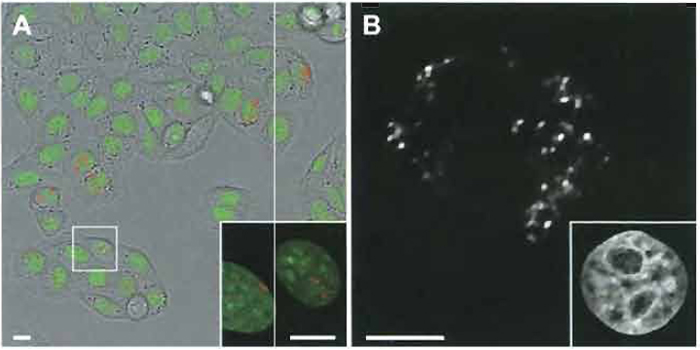 FIGURE 2 (A) Living HeLa cells with green fluorescent protein (GFP)-tagged histone H2B reveal green fluorescent nuclear chromatin. The cell culture was scratch labeled with Cy3-dUTP 5 days prior to observation in the live cell chamber. Numerous cells display nuclei with a few Cy3-1abeled chromosome territories/ ~1-Mb chromatin domains. The framed cells are shown at higher resolution in the inset. Bars: 10µm. (B) Confocal midsection of a HeLa cell expressing histone H2B-GFP fixed 3 days after labeling with Cy3- dUTP shows segregated chromosome territories/~1-Mb chromatin domains at high resolution. (Inset) GFP-labeled chromatin of the same nucleus. Bar: 5 µm.