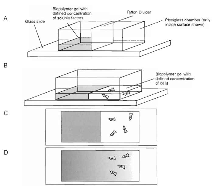 FIGURE 1 Schematic of linear chemotaxis chamber preparation. The chamber consists of a hollow, plexiglass box that is sealed to a standard glass slide with vacuum grease. A Teflon plate divides the chamber into two sections. (A) One side of the chamber is filled with biopolymer gel with a defined concentration of chemotactic factor. For collagen assays, the chamber is placed in the incubator, and the biopolymer solution is allowed to gel. (B) The Teflon divider is removed, and the other half of the chamber is filled with biopolymer solution with a defined cell concentration. The chamber is returned to the incubator to facilitate gelation. (C) Initially, all of the chemotactic factor is in the left half of the chamber, and the cells in the right half are oriented randomly. (D) Over time, the soluble factor diffuses into the right half, and the cells (if responsive to the soluble factor) reorient and migrate in the direction of the gradient.