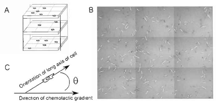 FIGURE 3 Chemotaxis analysis. (A) After a period of time (or at regular intervals, if desired), a composite, mosaic image of the cell-populated half of the chamber is captured and projected into one image. (B) The orientation of each cell is defined by tracing the long axis of the cell with a line. (C) The orientation of each line is compared to the orientation of the gradient via the angle θ. The response of the population is then evaluated using Eq. (1).