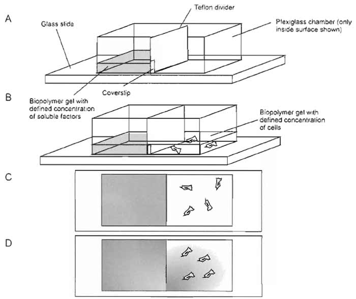 FIGURE 4 Schematic of radial chemotaxis assay for small chemotactic molecules. The assay is similar to the linear chambers, except that the Teflon divider remains in the chamber and has a small notch to restrict diffusion between the two halves. A glass coverslip prevents premature diffusion.