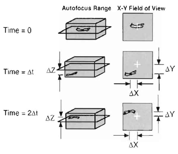 FIGURE 5 Schematic of autofocus and cell-tracking scheme for high magnification tracking in 3D. Initially, cells are focused and positioned in the center of the field of view. At the next time interval, the computer-controlled stage and focus move to the previously recorded position and execute an autofocus routine to locate the cell and determine the distance moved in the Z direction. A snapshot is taken, the centroid of the cell is located, and the X and Y distances moved by the cell are recorded. The process is repeated for the next and subsequent intervals, always returning the stage to the centroid recorded at the previous interval for each cell.